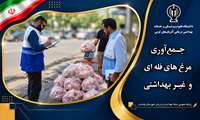 جمع‌آوری ۱۲۰ کیلوگرم مرغ قطعه‌بندی‌شده و فله‌ای غیر بهداشتی